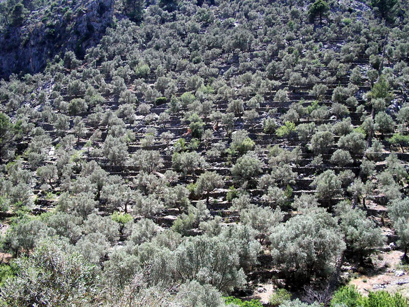 Mallorca